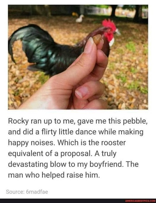 rooster gift.jpg